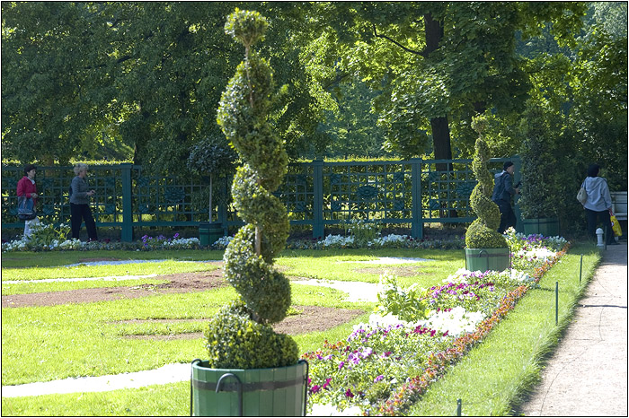 Петергоф. Петродворец. Спираль дерева.